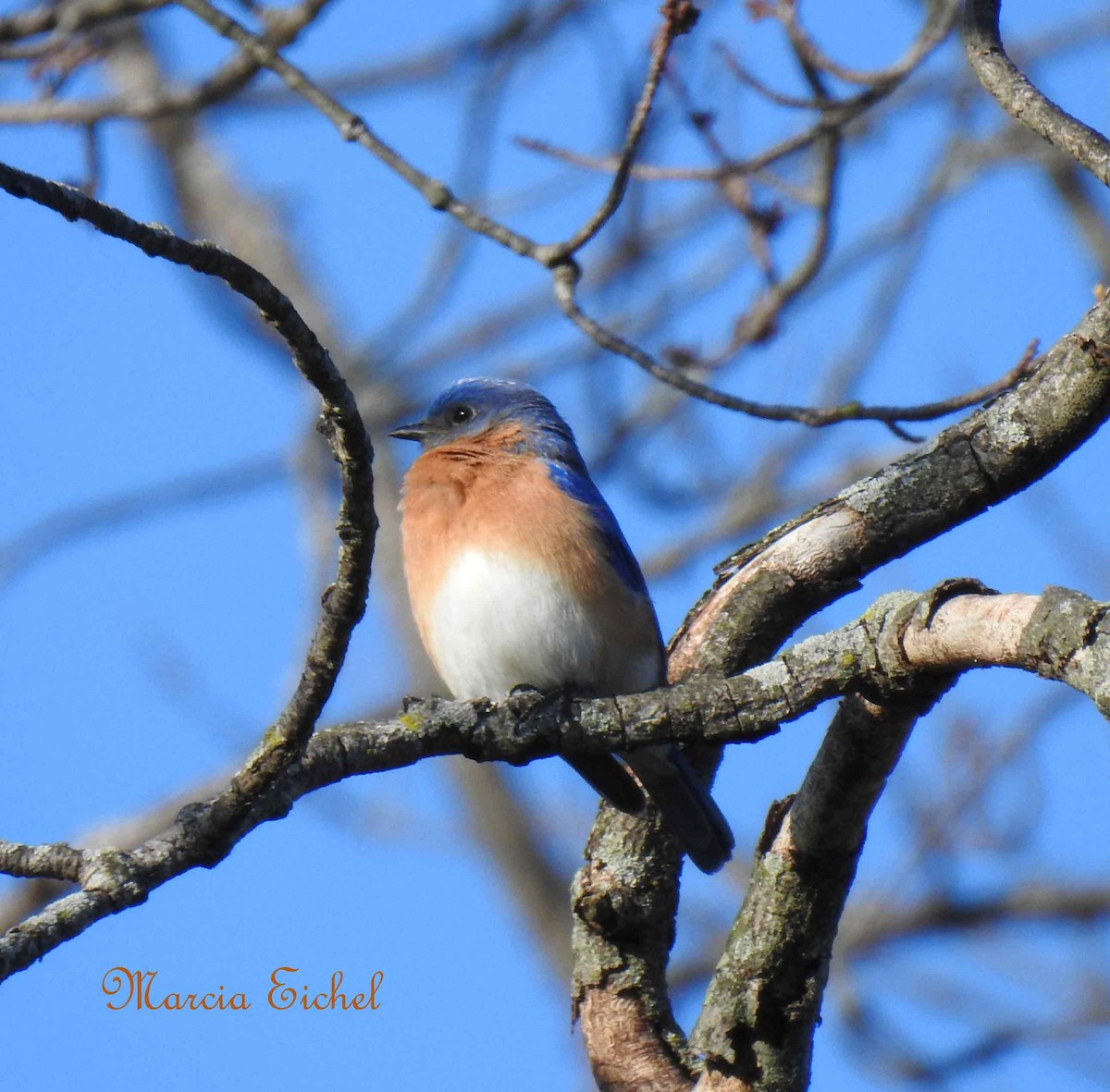 Eastern Bluebird - Marcia Eichel