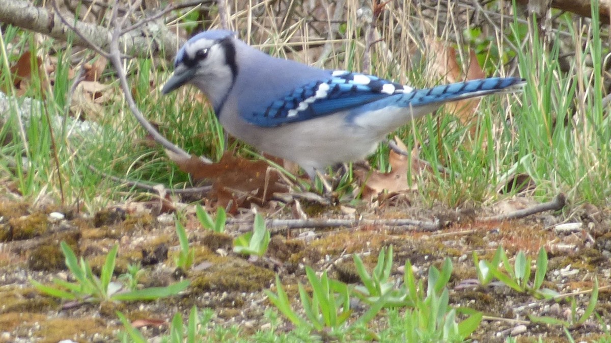 Blue Jay - ML55964991