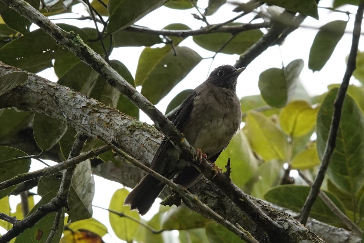 White-throated Thrush - Jim Zook