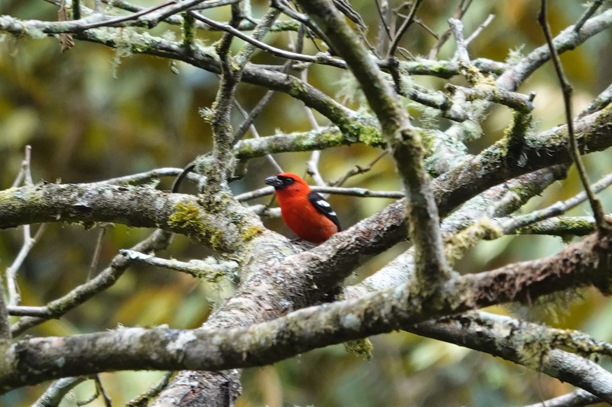 White-winged Tanager - ML559650361