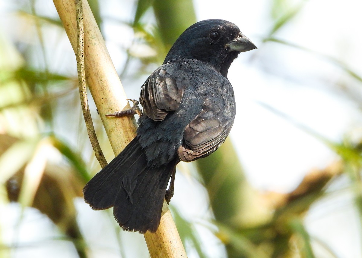 Blue Seedeater (Blue) - Nery Monroy