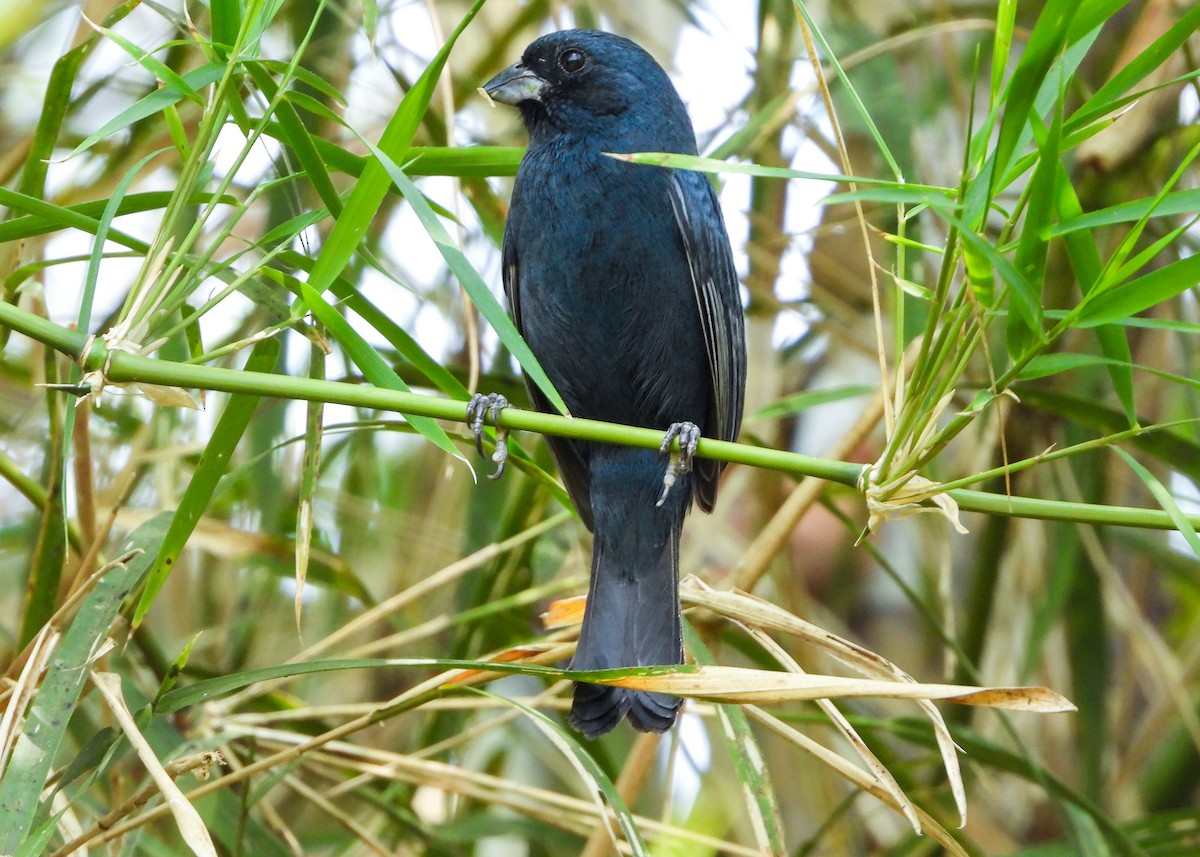 Blue Seedeater (Blue) - ML559651121