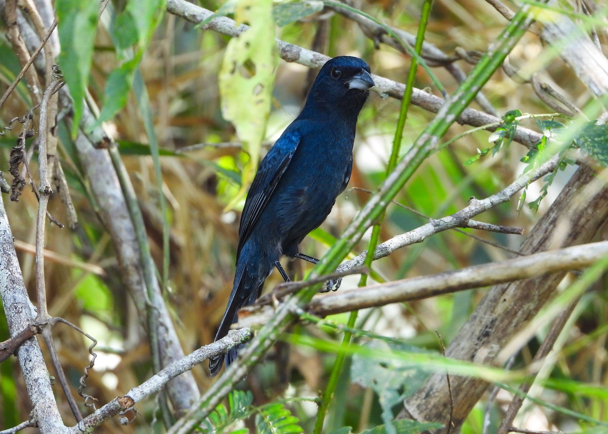 Blue Seedeater (Blue) - ML559651141