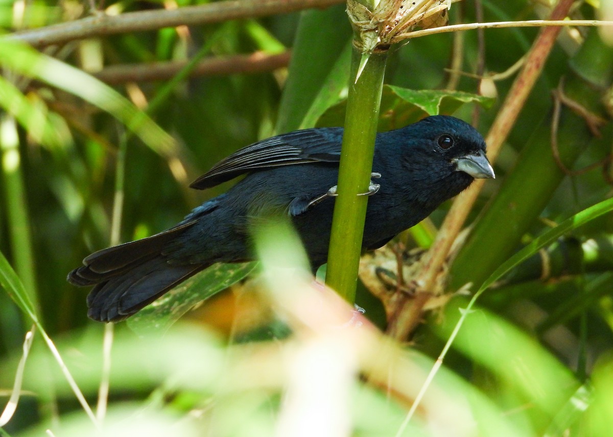 Blue Seedeater (Blue) - ML559651161