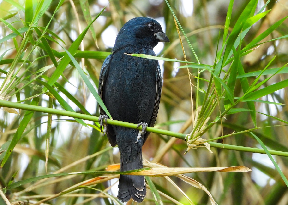 Blue Seedeater (Blue) - ML559651171