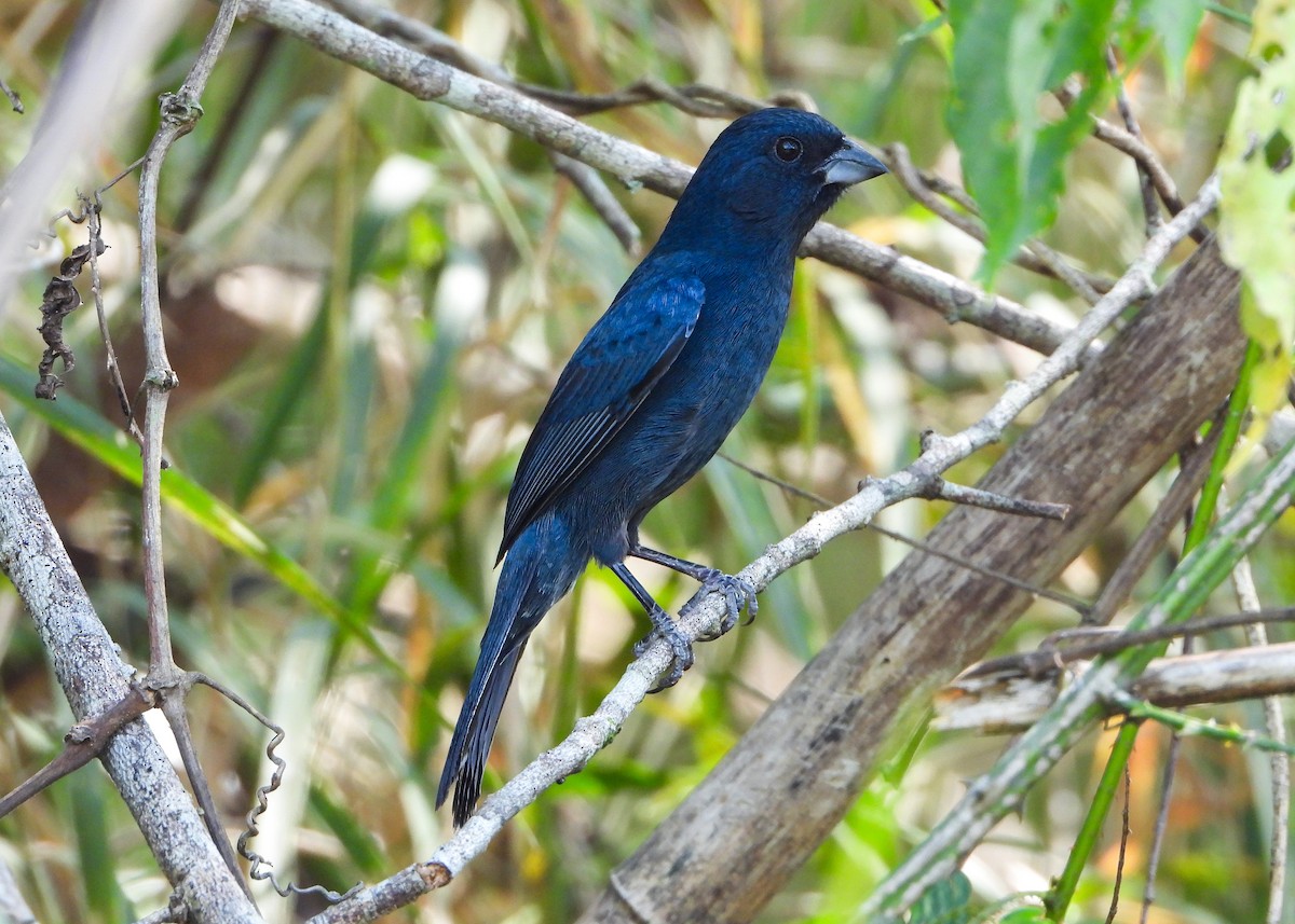 Blue Seedeater (Blue) - ML559651191