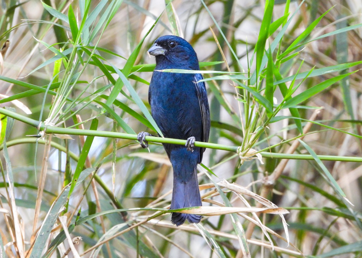 Blue Seedeater (Blue) - ML559651201