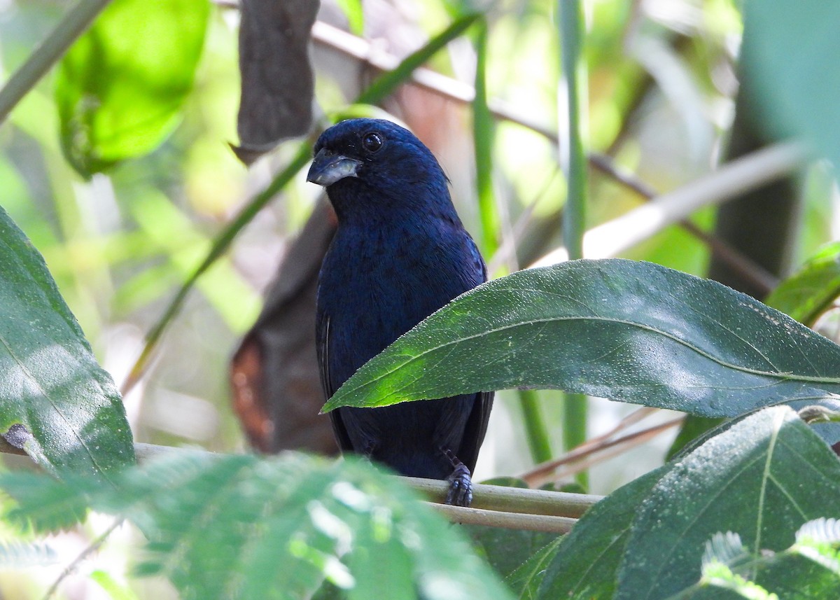 Blue Seedeater (Blue) - ML559651211