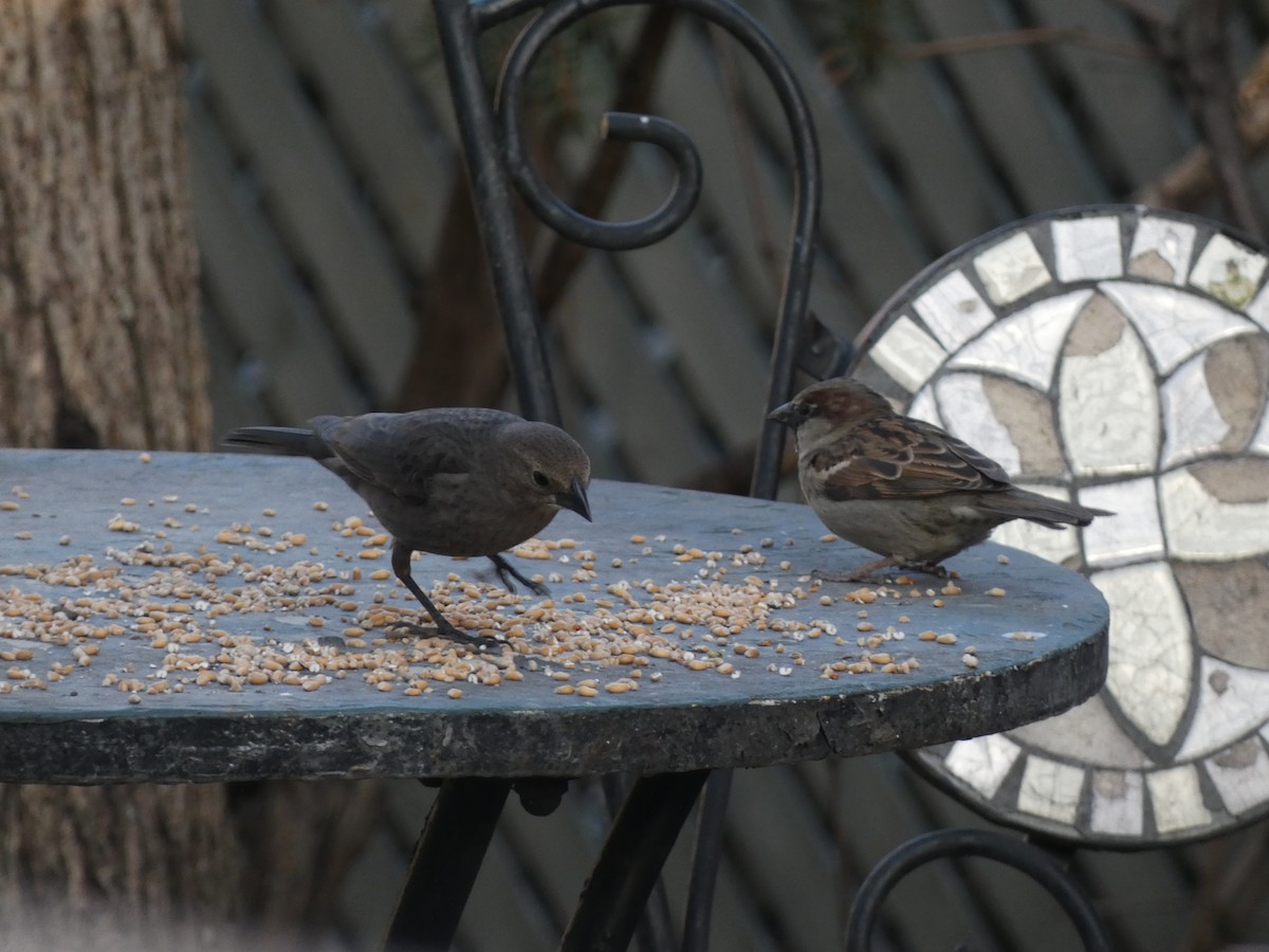 Brown-headed Cowbird - Daniel St-Hilaire