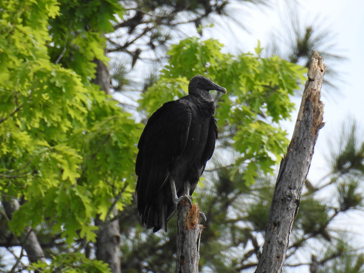 Black Vulture - ML55965151