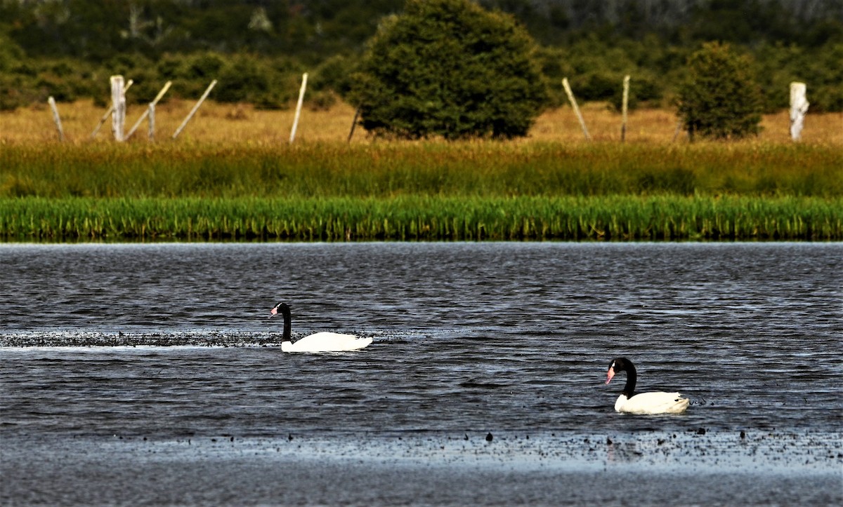 Cygne à cou noir - ML559651611