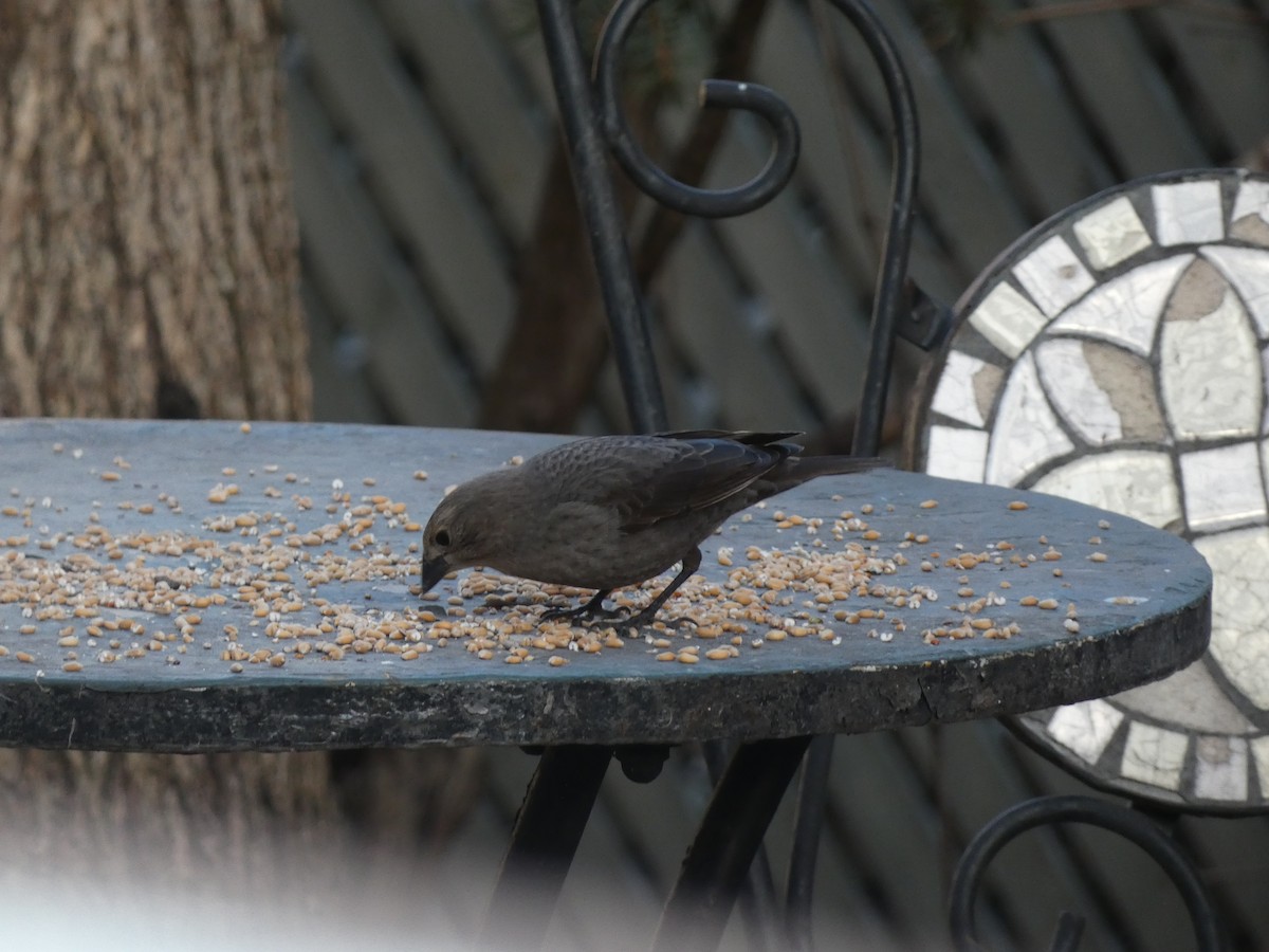 Brown-headed Cowbird - ML559651691