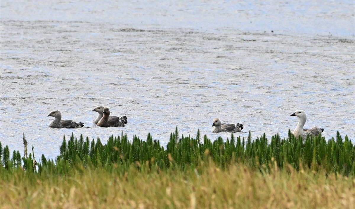 Upland Goose - ML559651781