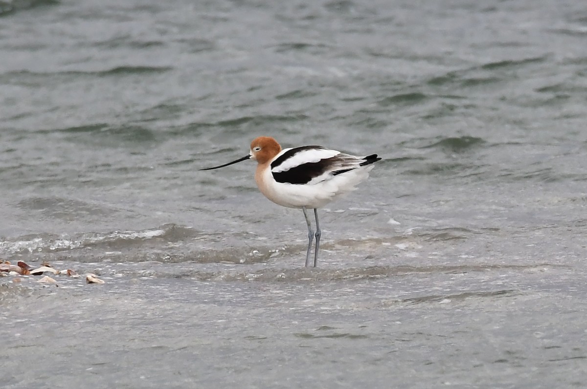 Avoceta Americana - ML559651901