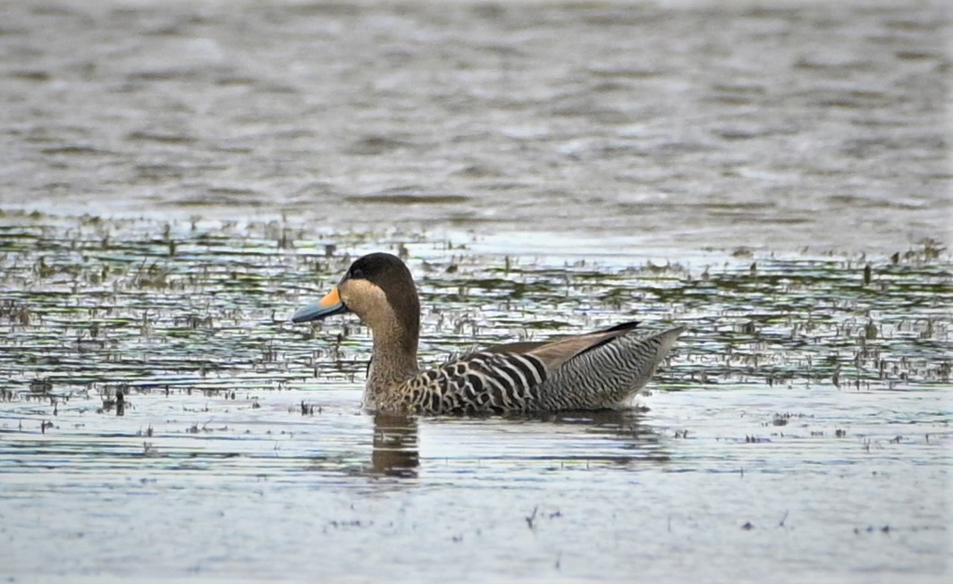 Silver Teal - Marcelo Donoso