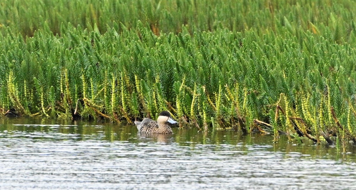 Silver Teal - ML559651981