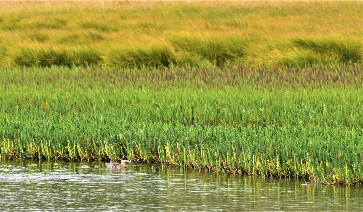 Silver Teal - Marcelo Donoso