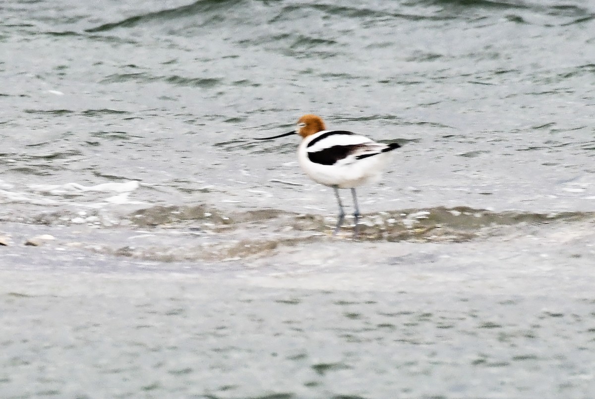 American Avocet - ML559652011