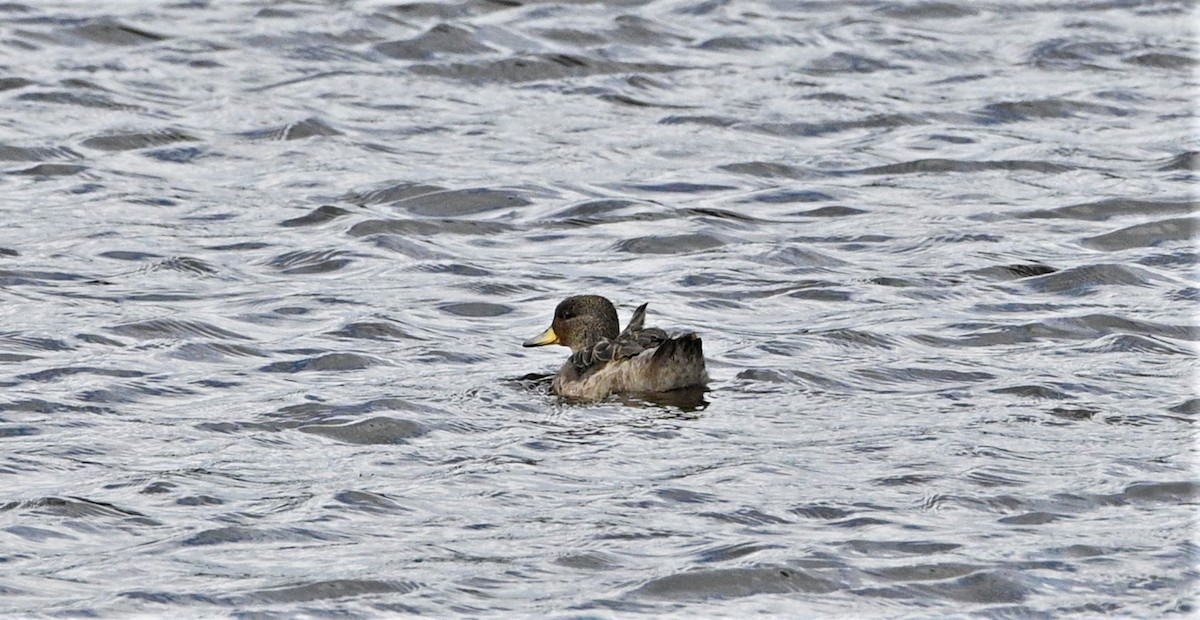 Yellow-billed Teal - ML559652171