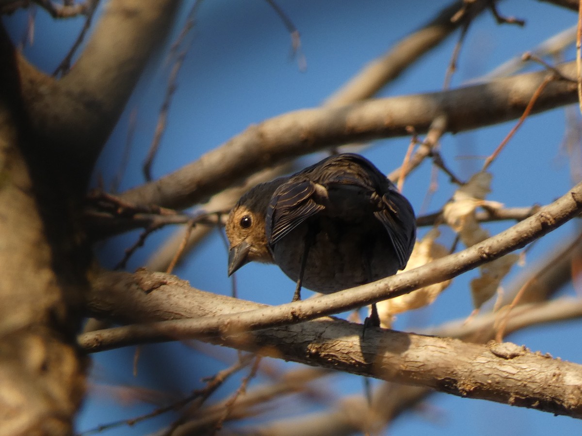 Brown-headed Cowbird - ML559652391