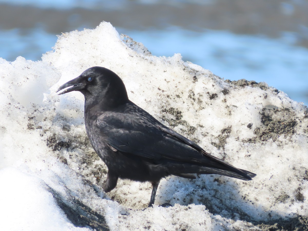 American Crow - ML559652751