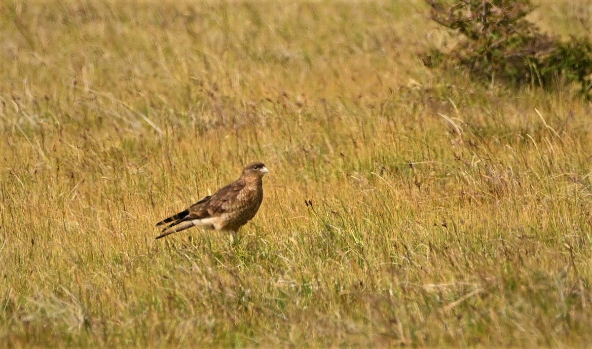 Chimango Caracara - Marcelo Donoso