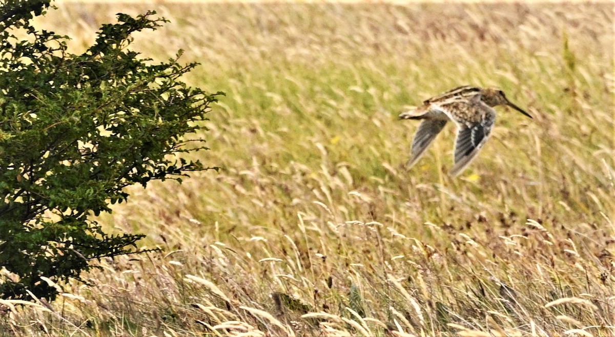 Magellanic Snipe - ML559653421