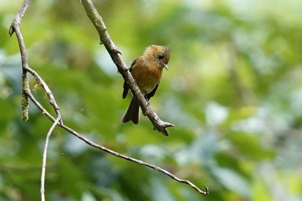 Tufted Flycatcher - Jim Zook