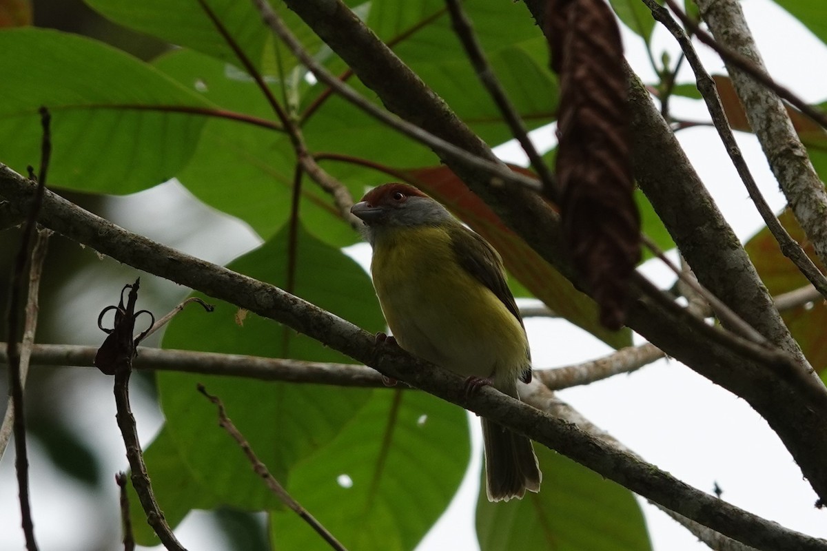 Rostbrauenvireo - ML559655211