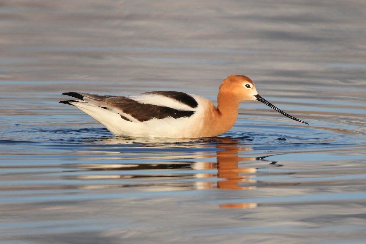 Avocette d'Amérique - ML559655381