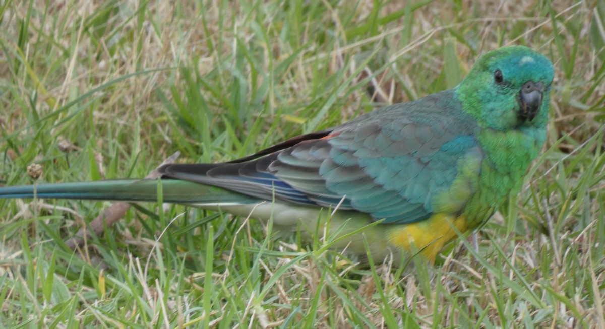 Red-rumped Parrot - ML559655441
