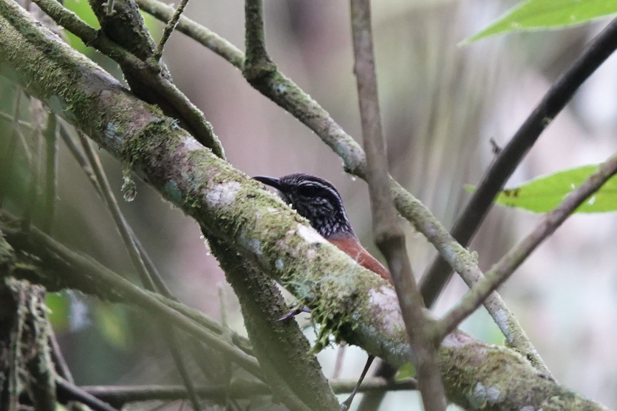 Gray-breasted Wood-Wren - ML559655971