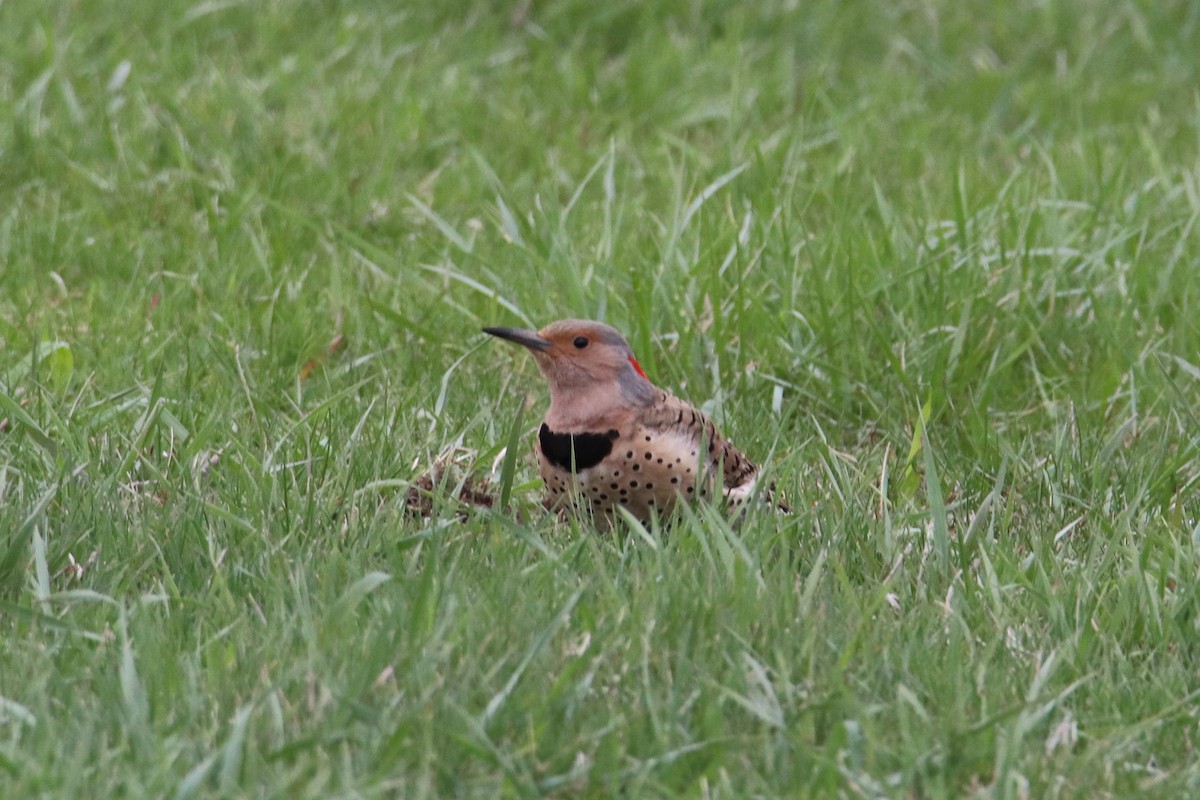 Northern Flicker - ML559656561