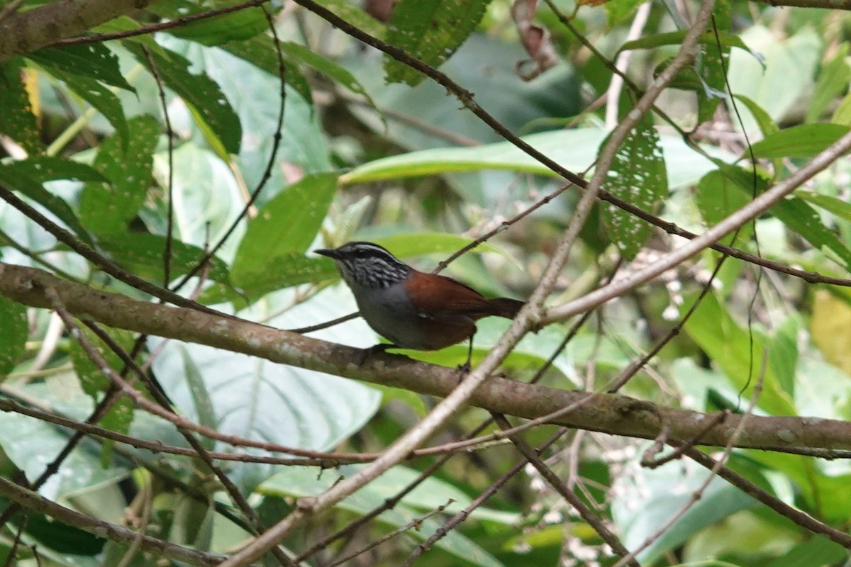 Gray-breasted Wood-Wren - ML559656811