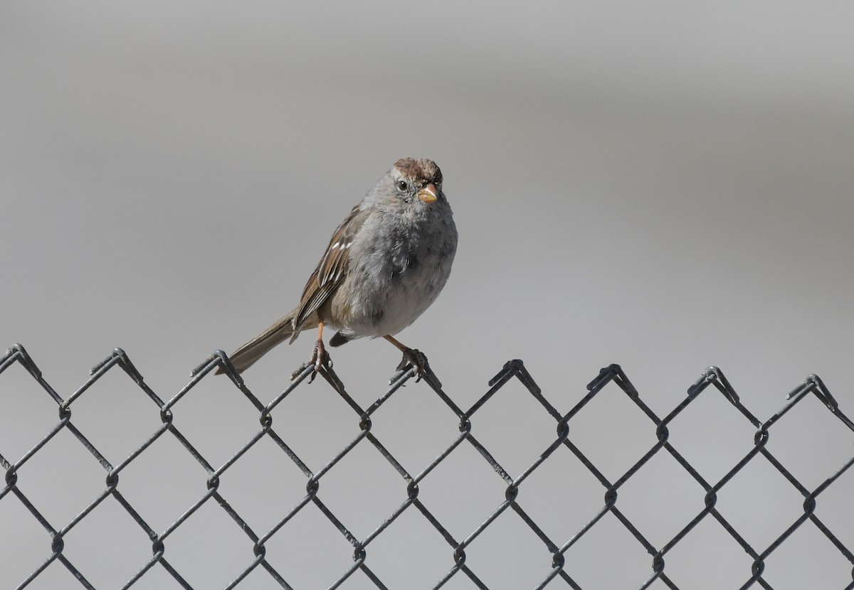 White-crowned Sparrow - Laurence Green