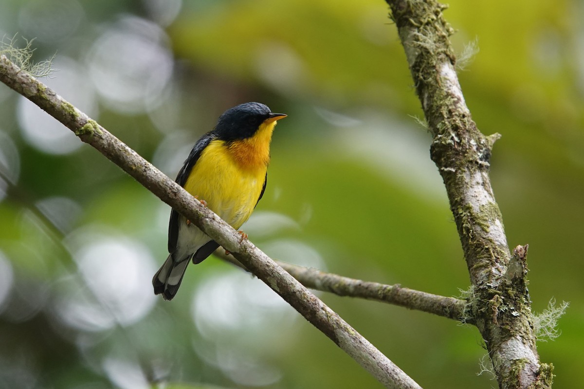 Parula Pitiayumí - ML559657231