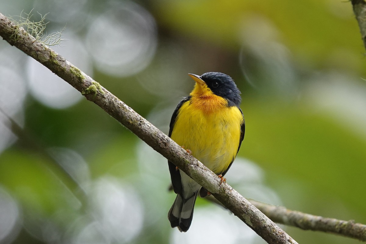 Tropical Parula - Jim Zook