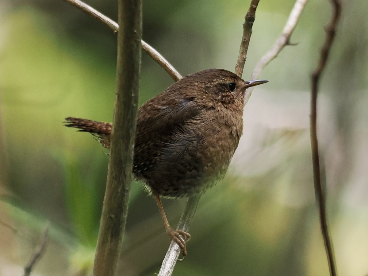 Pacific Wren - ML559657561