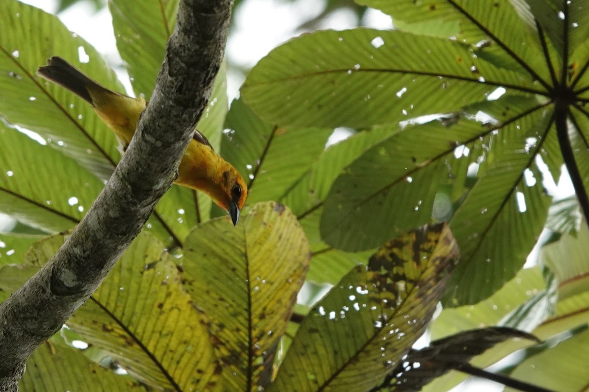 Flame-colored Tanager - Jim Zook