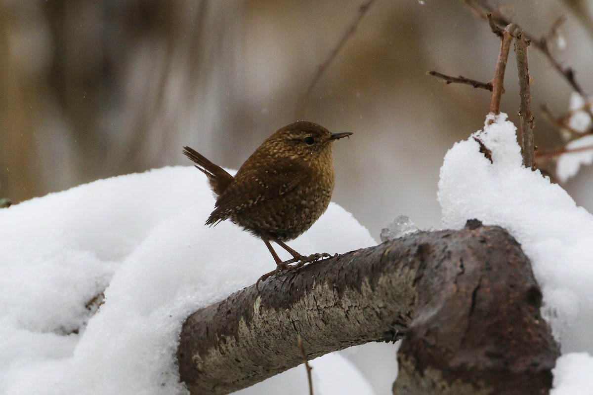 Winterzaunkönig - ML559658341