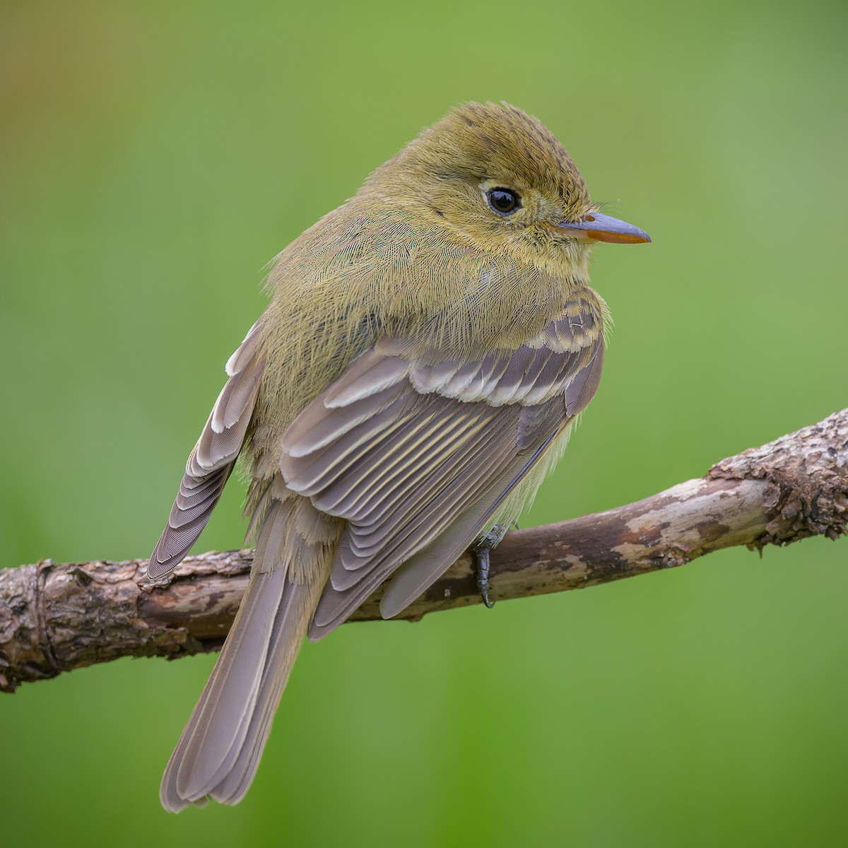 Western Flycatcher (Pacific-slope) - ML559659311