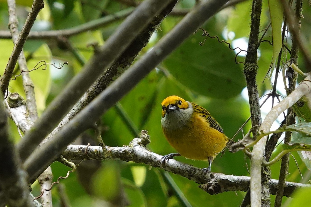 Silver-throated Tanager - Jim Zook