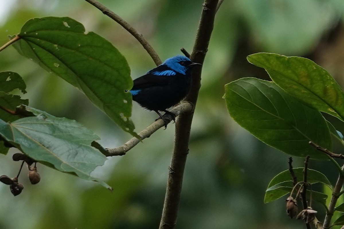 Scarlet-thighed Dacnis - Jim Zook