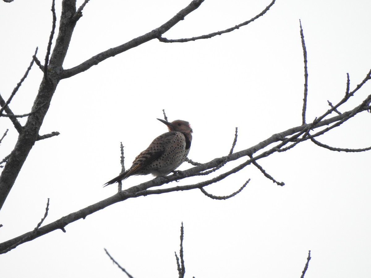 Northern Flicker - Matthew Dudziak