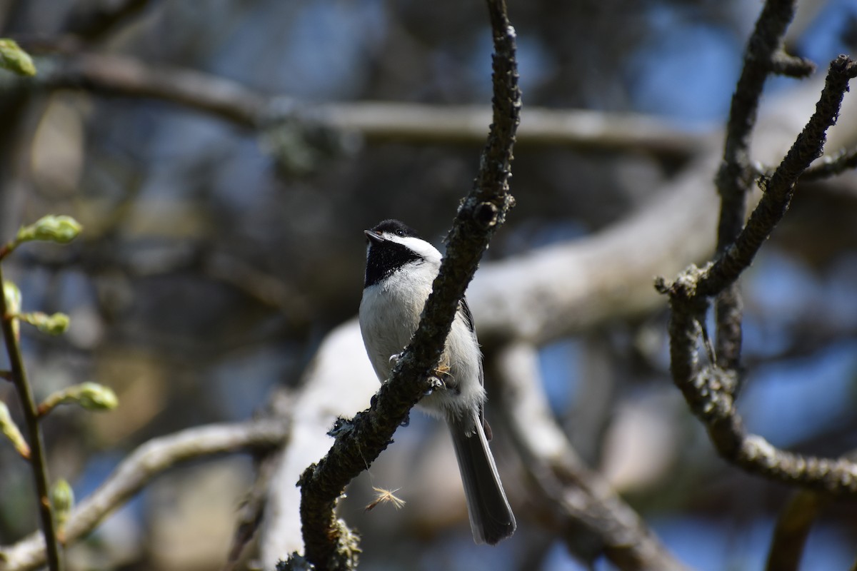 Carolina Chickadee - ML559661381