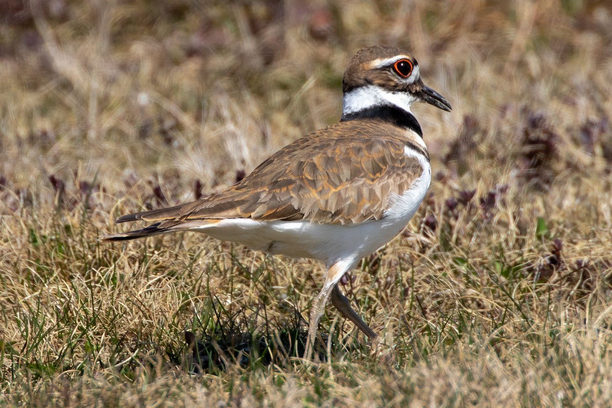 Killdeer - ML559661871