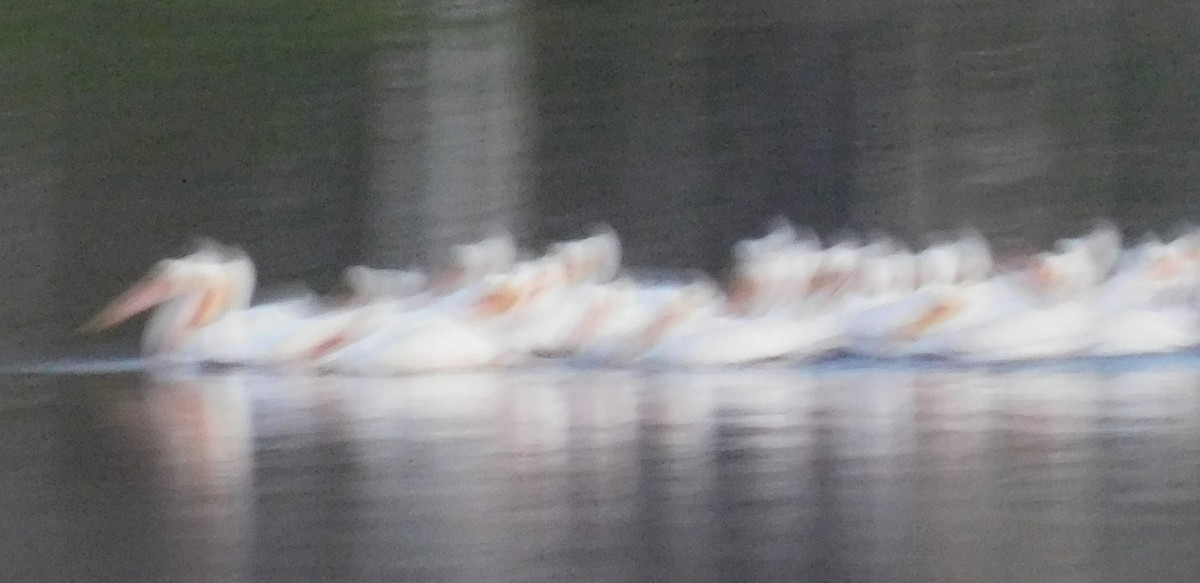 American White Pelican - ML559661931