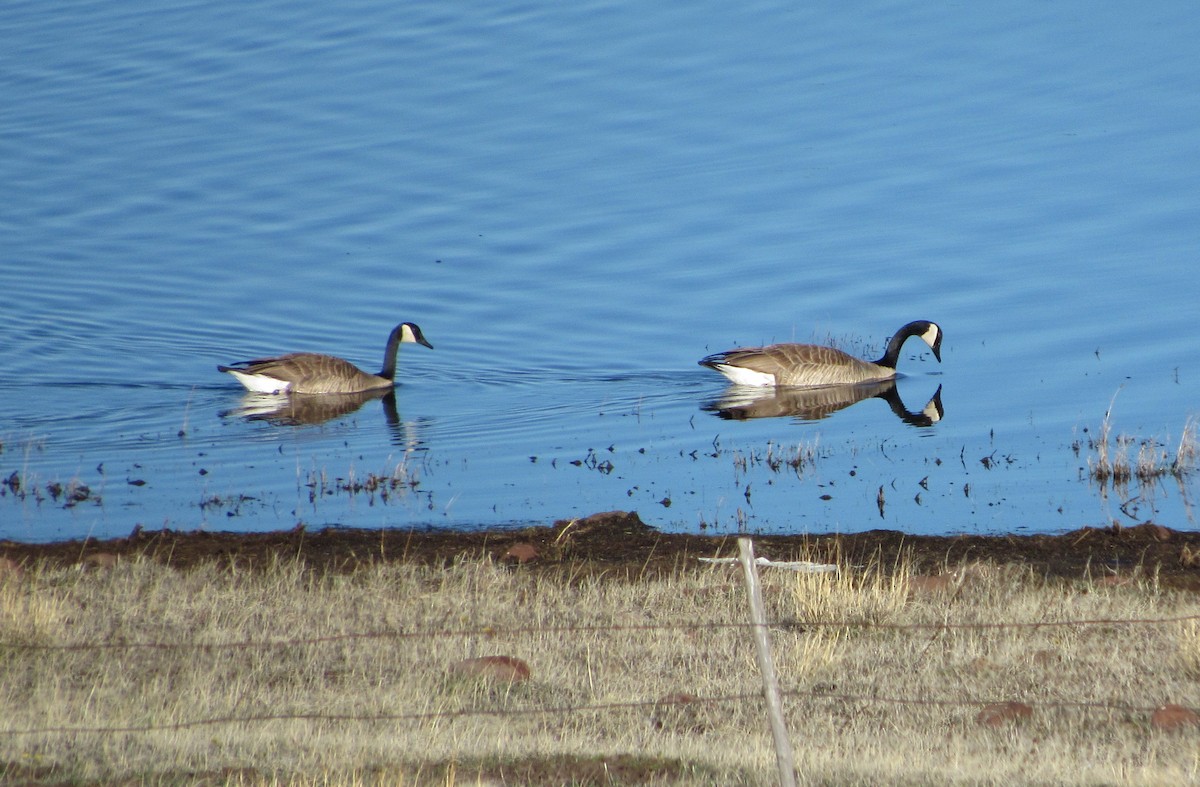 Canada Goose - ML55966221