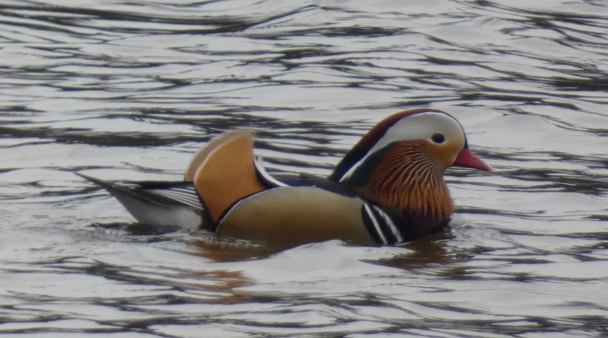 Mandarin Duck - ML559662951