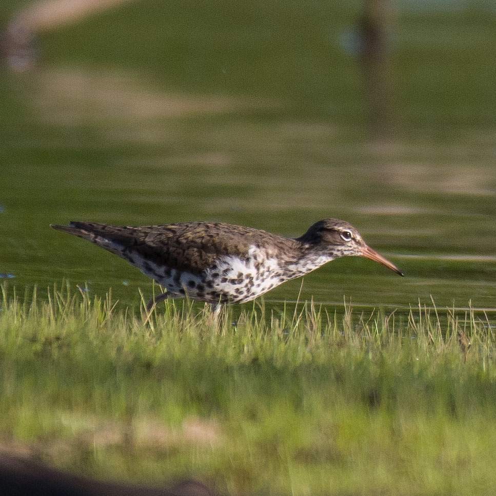 Spotted Sandpiper - ML559663481